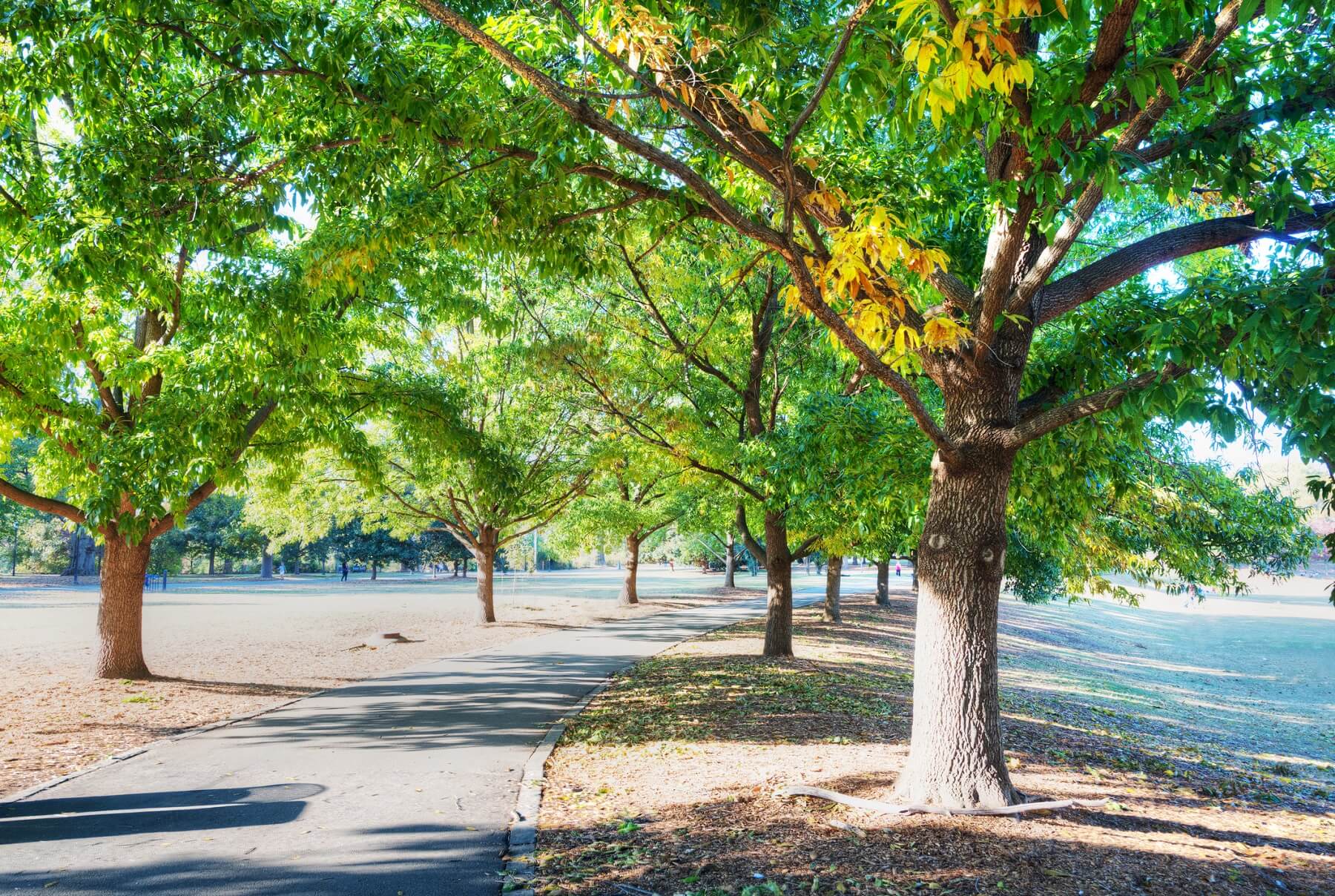 The trees and a walking trail at Piedmont Park in Atlanta