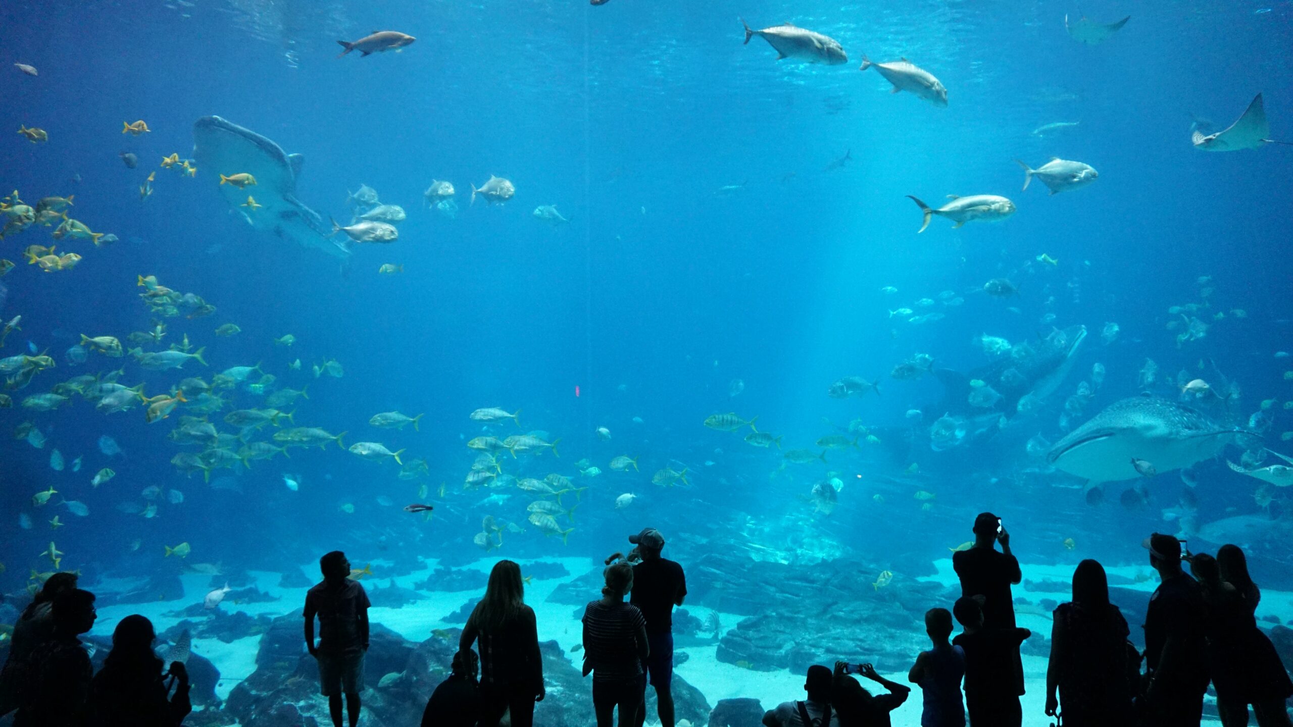 Aquarium with fish, people in foreground