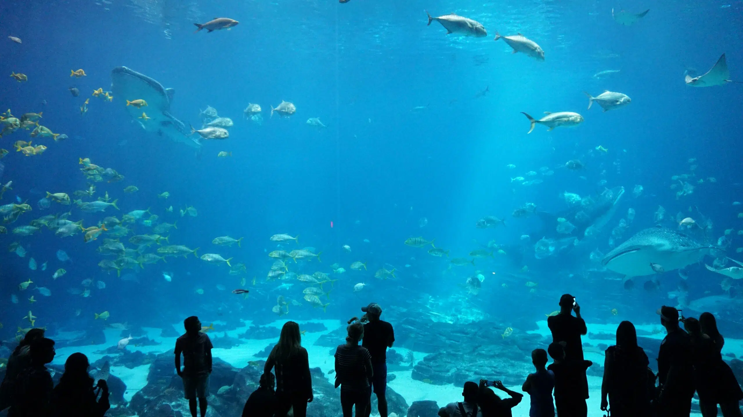 Aquarium with fish, people in foreground