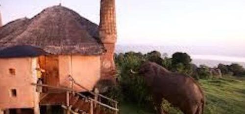 Ngorongo Crater Lodge - Elephant investigating structure