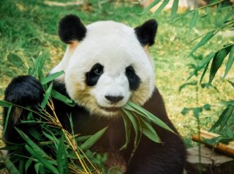 A giant panda eating bamboo at Zoo Atlanta